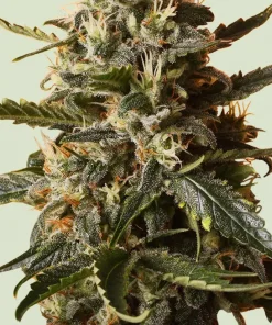 Bubblegum XL Feminized Esrar Tohumu (Royal Queen Seeds)