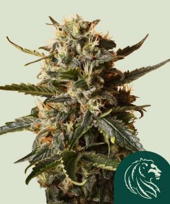 Bubblegum XL Feminized Esrar Tohumu (Royal Queen Seeds)