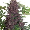 Buddha Purple Kush Auto Fem Esrar Tohumu (Buddha Seeds)