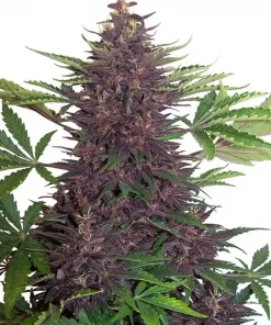 Buddha Purple Kush Auto Fem Esrar Tohumu (Buddha Seeds)
