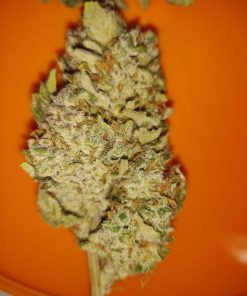 Buddha Purple Kush Auto Fem Esrar Tohumu (Buddha Seeds)