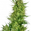 Buttercream Gelato Feminized Esrar Tohumu (Sensi Seeds)