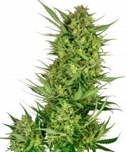 Buttercream Gelato Feminized Esrar Tohumu (Sensi Seeds)