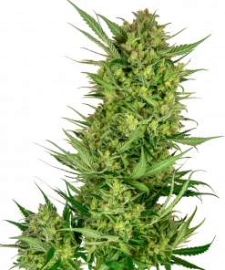 Buttercream Gelato Feminized Esrar Tohumu (Sensi Seeds)