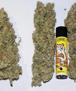 Buttercream Gelato Feminized Esrar Tohumu (Sensi Seeds)