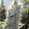 C99 Feminized Esrar Tohumu (Female Seeds)