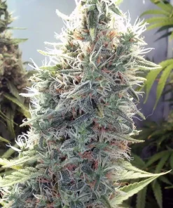C99 Feminized Esrar Tohumu (Female Seeds)