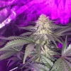 Cali OG Kush Feminized Esrar Tohumu (Crop King Seeds)