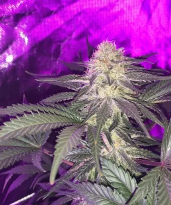 Cali OG Kush Feminized Esrar Tohumu (Crop King Seeds)