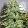 Californian Orange Feminized Esrar Tohumu (Dutch Passion)