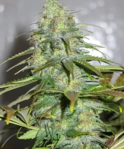 Californian Orange Feminized Esrar Tohumu (Dutch Passion)