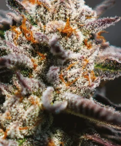 Calypso Sunrocks Feminized Esrar Tohumu (Anesia Seeds)