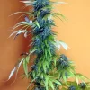 Candy Cream Feminized Esrar Tohumu (Seedsman)