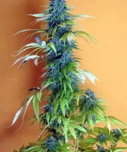 Candy Cream Feminized Esrar Tohumu (Seedsman)