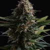 Candy Cream Go Fast Feminized Esrar Tohumu (Kannabia Seed Company)