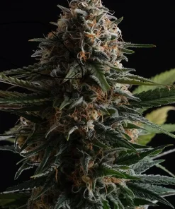 Candy Cream Go Fast Feminized Esrar Tohumu (Kannabia Seed Company)