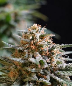 Candy Cream Go Fast Feminized Esrar Tohumu (Kannabia Seed Company)