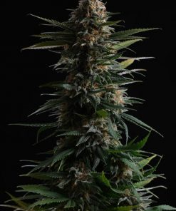 Candy Cream Go Fast Feminized Esrar Tohumu (Kannabia Seed Company)