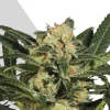 Candy Kush Auto Fem Esrar Tohumu (Auto Seeds)