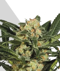 Candy Kush Auto Fem Esrar Tohumu (Auto Seeds)