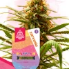 Candy Rain Feminized Esrar Tohumu (Zamnesia Seeds)