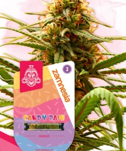 Candy Rain Feminized Esrar Tohumu (Zamnesia Seeds)