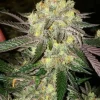 Candy Store RBX Feminized Esrar Tohumu (ETHOS Genetics)