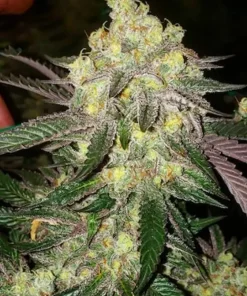Candy Store RBX Feminized Esrar Tohumu (ETHOS Genetics)