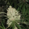 Cannalope Haze Regular Esrar Tohumu (DNA Genetics)