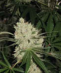 Cannalope Haze Regular Esrar Tohumu (DNA Genetics)