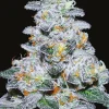 Captain Future Feminized Esrar Tohumu (Anesia Seeds)