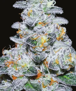 Captain Future Feminized Esrar Tohumu (Anesia Seeds)