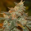 Cataract Kush Feminized Esrar Tohumu (DNA Genetics)