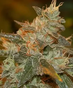 Cataract Kush Feminized Esrar Tohumu (DNA Genetics)