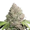 CBD Charlotte’s Angel Feminized Esrar Tohumu (Dutch Passion)