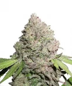 CBD Charlotte’s Angel Feminized Esrar Tohumu (Dutch Passion)