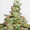 CBD Compassion Lime Auto Fem Esrar Tohumu (Dutch Passion)