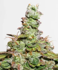CBD Compassion Lime Auto Fem Esrar Tohumu (Dutch Passion)