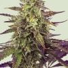Cereal Milk Feminized Esrar Tohumu (Royal Queen Seeds)