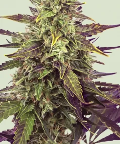 Cereal Milk Feminized Esrar Tohumu (Royal Queen Seeds)