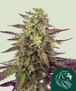 Cereal Milk Feminized Esrar Tohumu (Royal Queen Seeds)