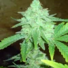 Cheese Feminized Esrar Tohumu (Big Buddha Seeds)