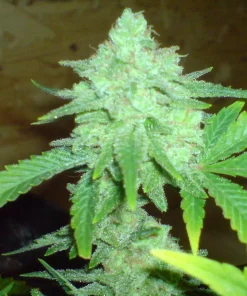 Cheese Feminized Esrar Tohumu (Big Buddha Seeds)