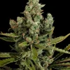 Cheese Feminized Esrar Tohumu (Dinafem)