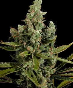 Cheese Feminized Esrar Tohumu (Dinafem)
