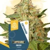 Cheese Feminized Esrar Tohumu (Zamnesia Seeds)