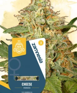Cheese Feminized Esrar Tohumu (Zamnesia Seeds)