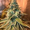 Chem OG Feminized Esrar Tohumu (Female Seeds)