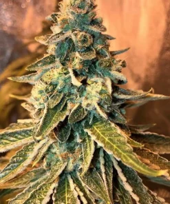 Chem OG Feminized Esrar Tohumu (Female Seeds)