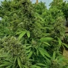 Chemdawg Feminized Esrar Tohumu (Humboldt Seed Organization)